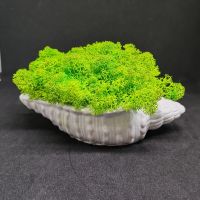 Раковина със зелен скандианвски мъх