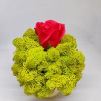 Кашпа със сапунена роза и скандинавски мъх