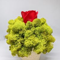 Кашпа със сапунена роза и скандинавски мъх