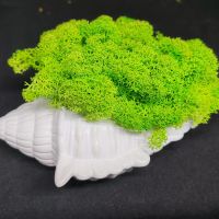 Раковина със зелен скандианвски мъх
