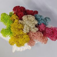 Кашпа раковина с пъстри цветове скандинавски мъх